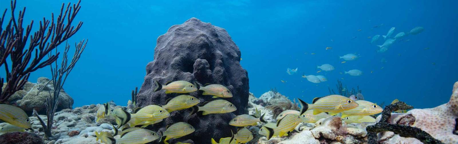 UCF Engineering and Biology Researchers Collaborate to Aid Coral Reef  Restoration