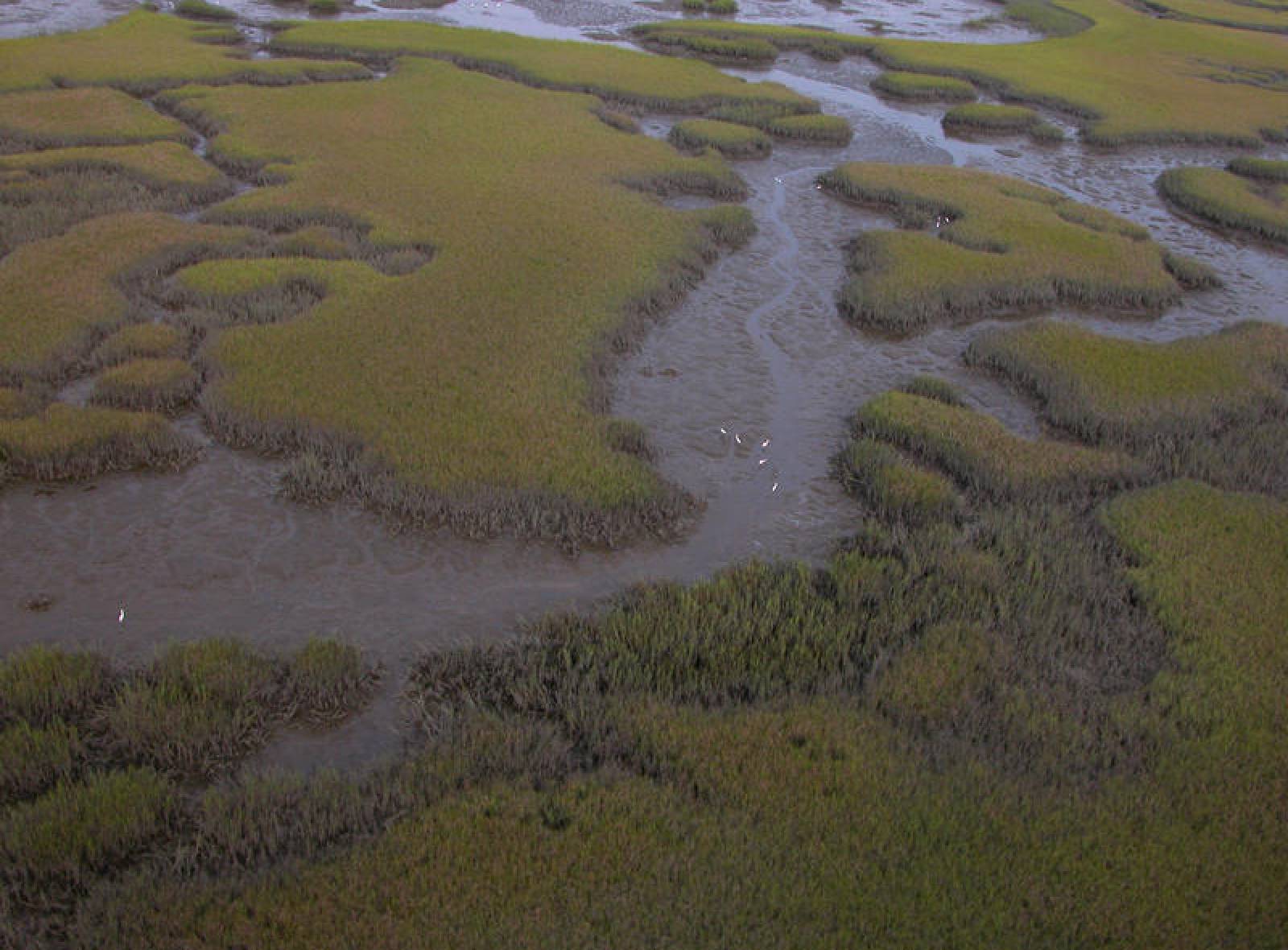Salt Marshes | Florida Department of Environmental Protection