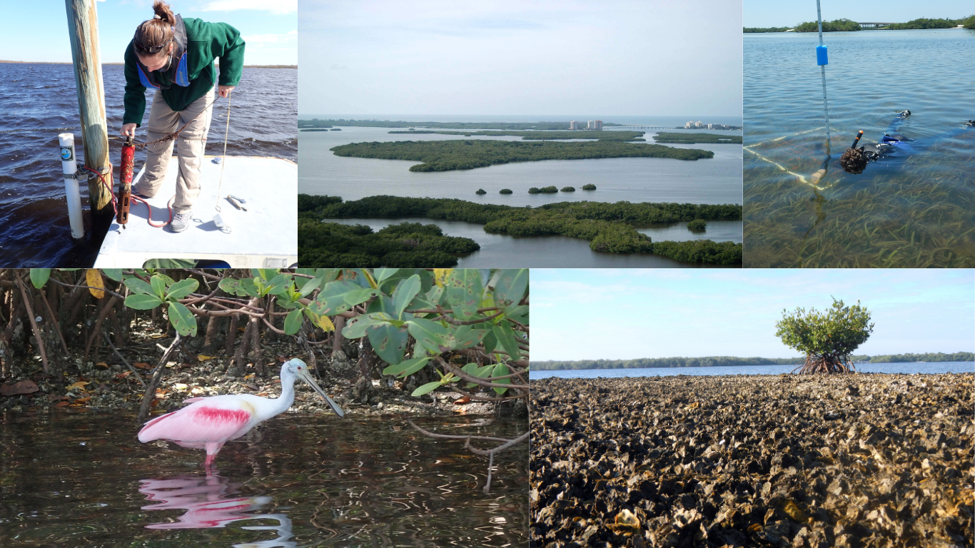 APA 50th regional banner photo collage of animals and landscape imagery of the southwest region of Florida