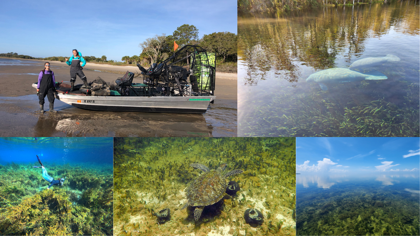 Images outdoors from the Big Bend Region with workers, manatees, turtles, and underwater imagery