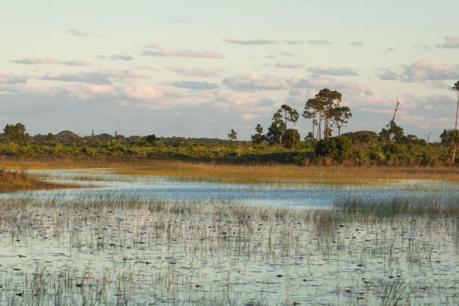 Foreground of Florida salt march, with tall pine trees emerging from scrub woodlands, framed by a cloudy skyline.