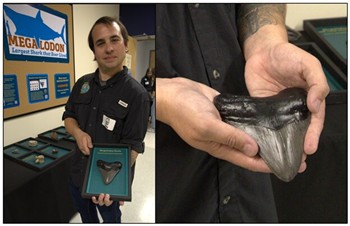 Geologist with 3D printed Megalodon fossil teeth