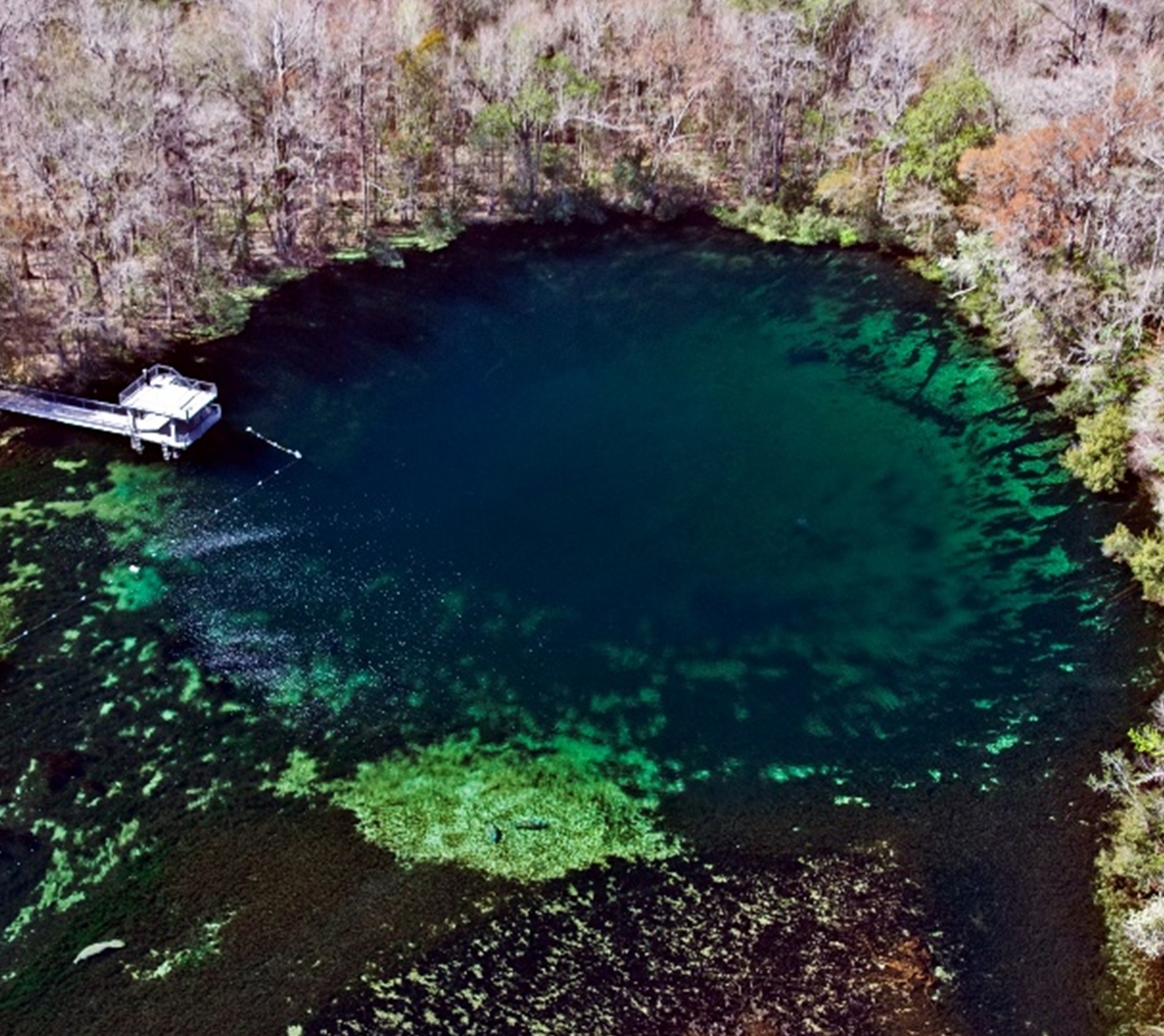 Aerial shot of Wakulla Spring