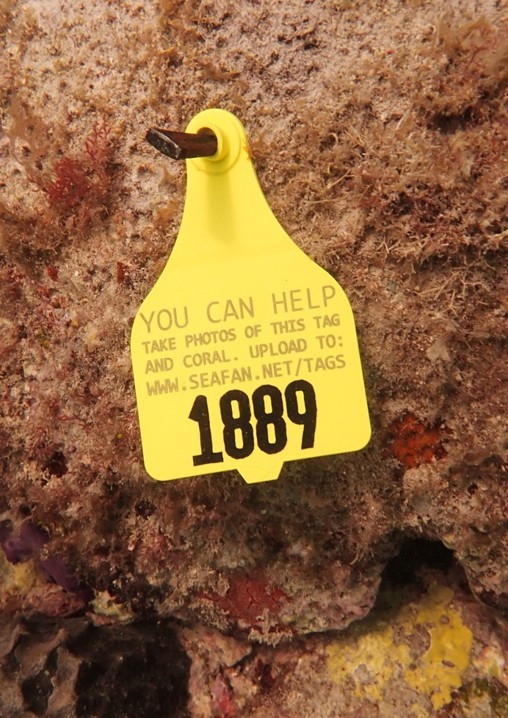 Yellow SEAFAN tag
