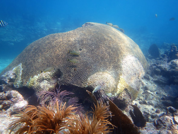 Colpophyllia natans (boulder brain coral) colony displaying SCTLD