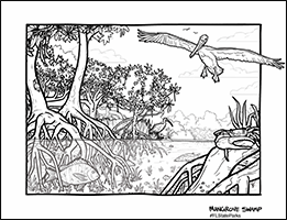 Kid Zone - coloring - Mangrove Swamp