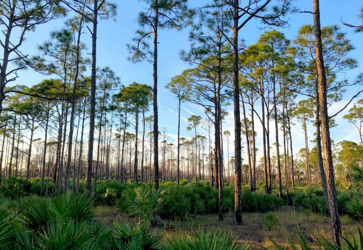 Long Leaf Pine