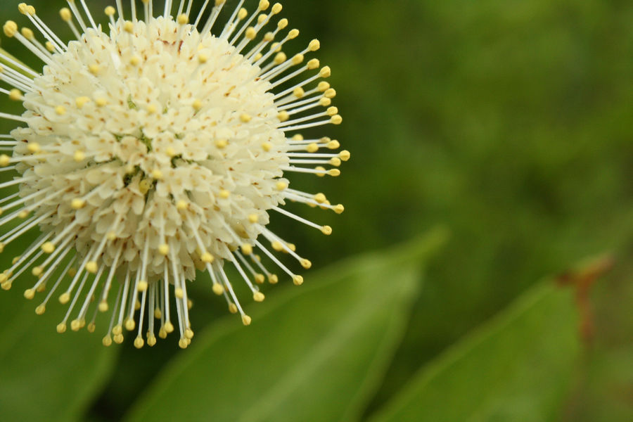 Alafia River State Park - Button Bush