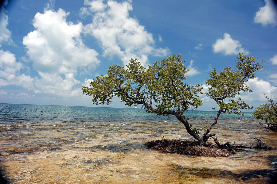 A tree growing in shallow ocean water at Bahia Honda State Park
