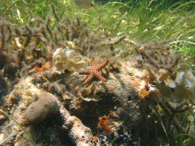 Sea star on an Octocoral Bed at St. Martins Marsh Aquatic Preserve