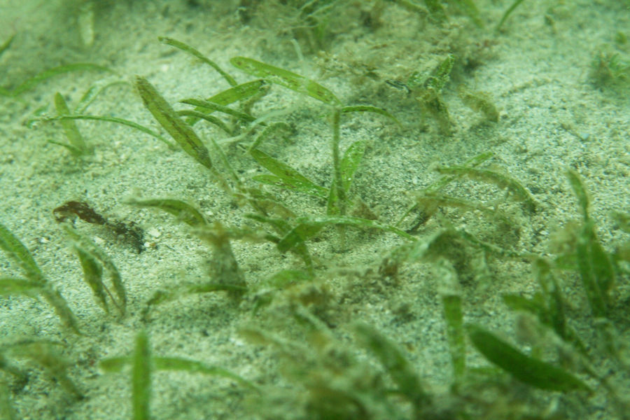 Biscayne Bay contains critical habitat for Johnson’s seagrass (Halophila johnsonii), the first and only marine plant listed under the Endangered Species Act