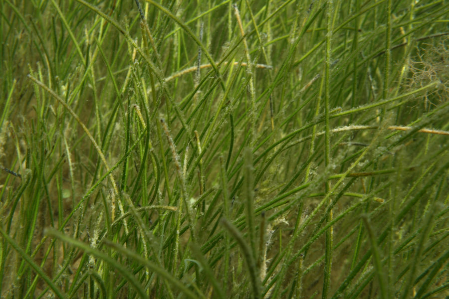 Manatee grass (Syringodium filiforme) can often be found in dense, monotypic beds, such as this grassbed in Biscayne Bay.