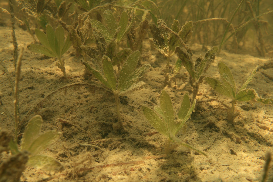 Star grass (Halophila engelmannii) is unobtrusive and among the rarer of seagrasses in Florida, but can be distinguished by its leaf formation.