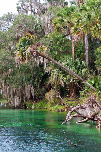 View of manatees and the riverbank Blue Spring State Park