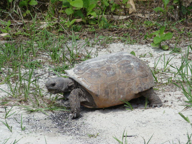 A gopher tortoise walkthrough through grass and sand at Caladesi Island State Park