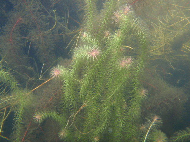 Underwater view of bogmoss, Mayaca fluviatilis, at Camel Lake in the Apalachicola National Forest.