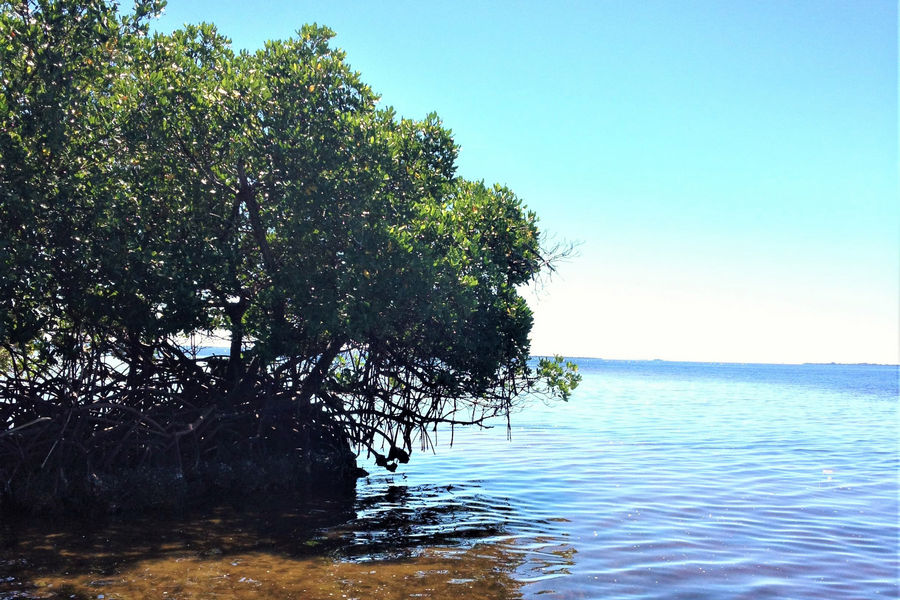 Mangroves fringe the Cape Haze Aquatic Preserve