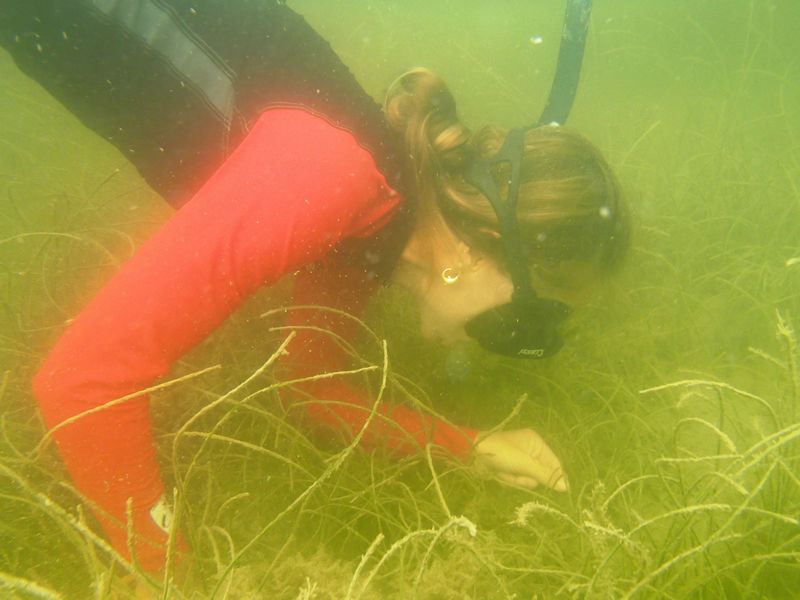 DEP staff monitor seagrass at 50 sites in the Charlotte Harbor Aquatic Preserves
