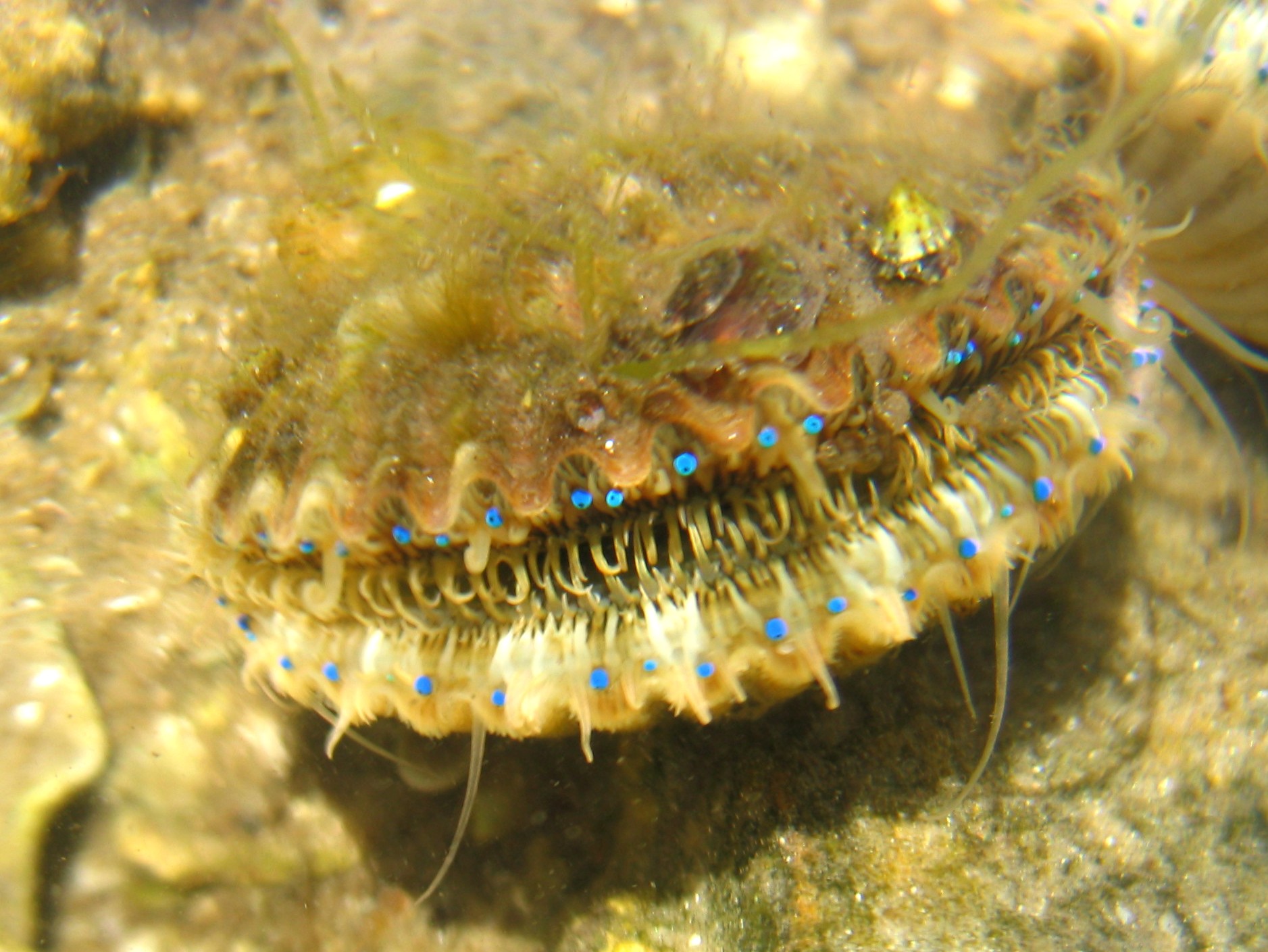 An adult bay scallop using its many blue eyes to sense the surrounding environment.