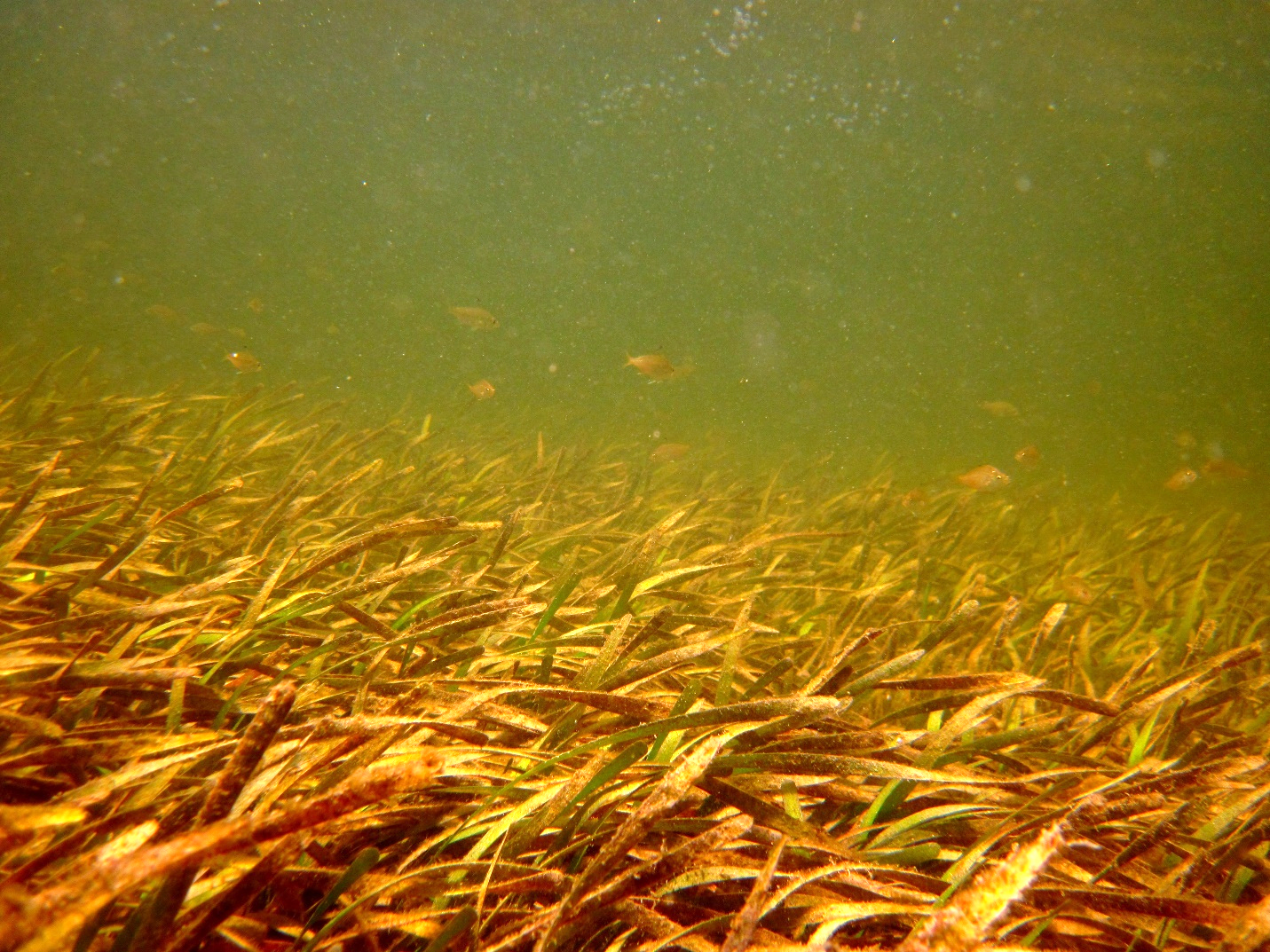 Turtle grass (Thalassia testudinum) is one of the three main seagrass species found in all of the five Charlotte Harbor Aquatic Preserves.