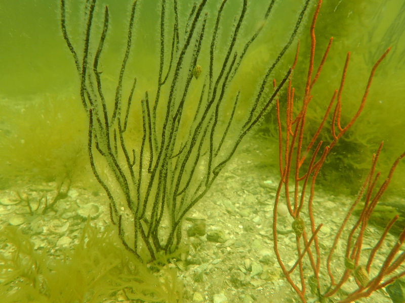 Sea whips are part of the “live bottom” community in Cockroach Bay Aquatic Preserve