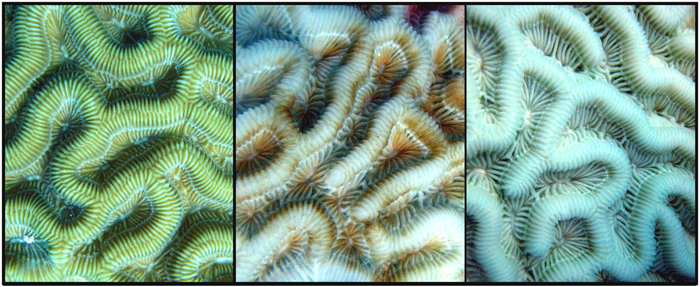 Comparison of healthy (left), paling (middle), and bleached (right) brain coral, Colpophyllia natans.
