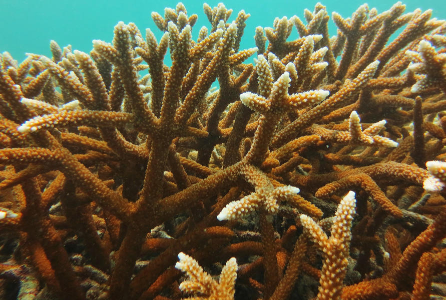Closeup of Acropora cervicornis coral species
