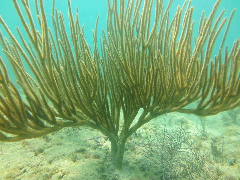 A rod gorgonian on the reef