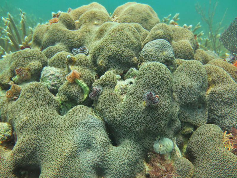 A orbicella faveolata coral species