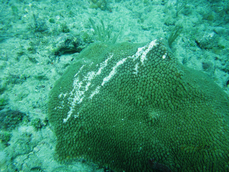 Scraped coral in Fort Lauderdale