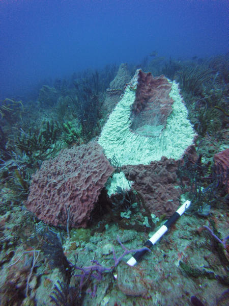 Cut sponge on Florida's coral reef