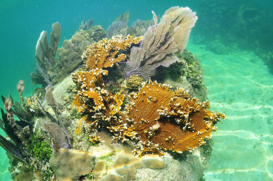 Reef formation at Coupon Bight Aquatic Preserve