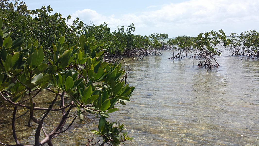 A group of mangroves at Coupon Bight Aquatic Preserve