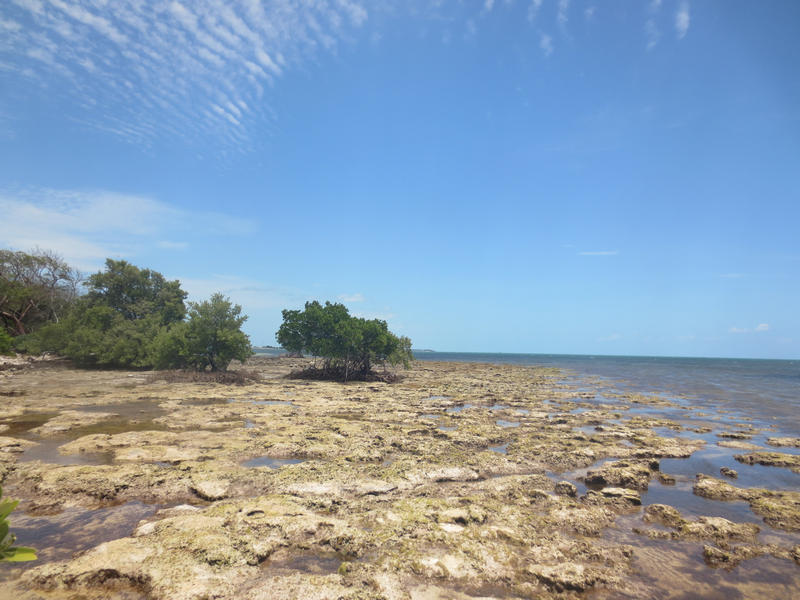 Looking across rocks and mangoves at Coupon Bight Aquatic Preserve at low tide