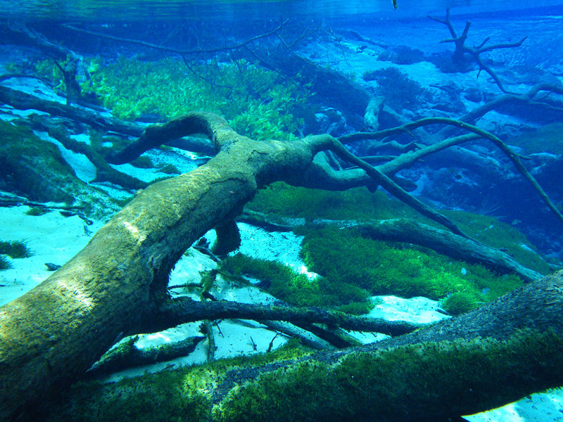 Photograph underwater of fallen trees at Cypress Spring near Vernon