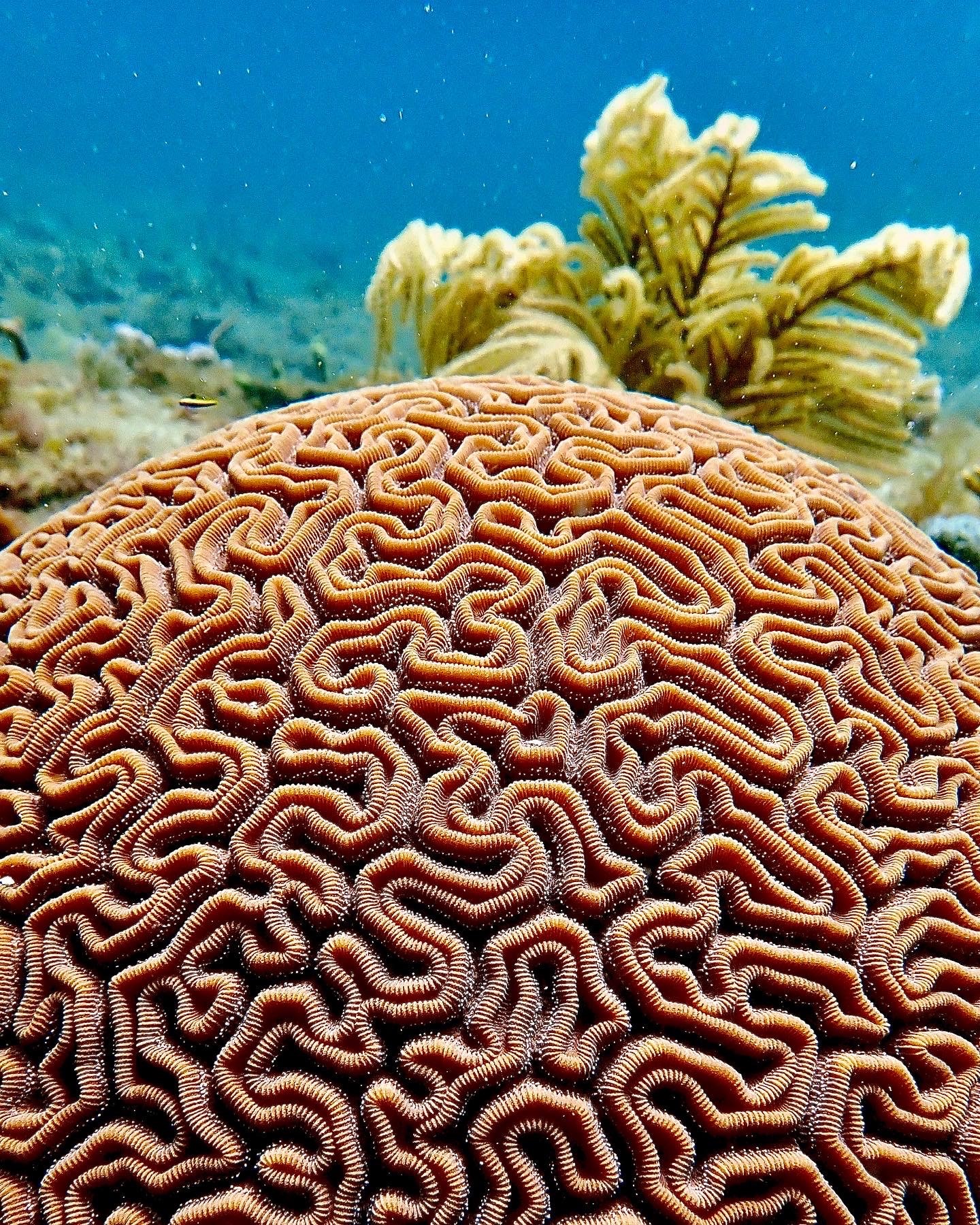 Healthy Brain Coral
