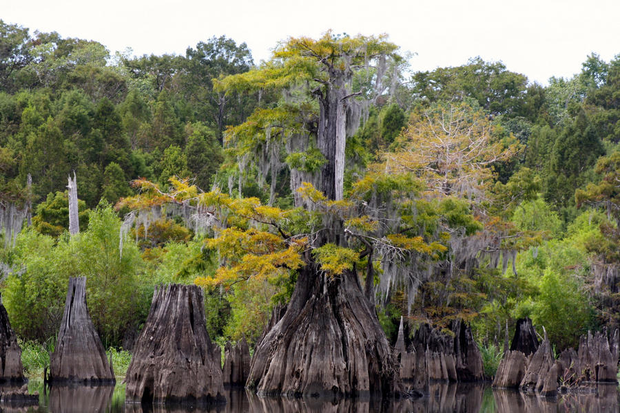 Cypress Trees in the Dead Lakes in Wewahitchka Florida