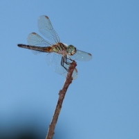 Dragonfly perched on branch