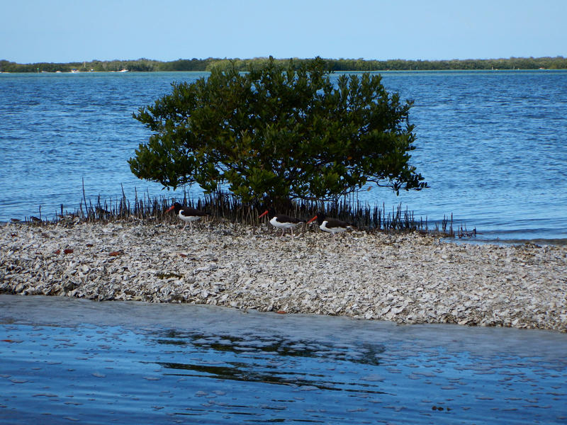 Three Oyster Catcher birds site on a oyster reef at Estero Bay Aquatic Preserve