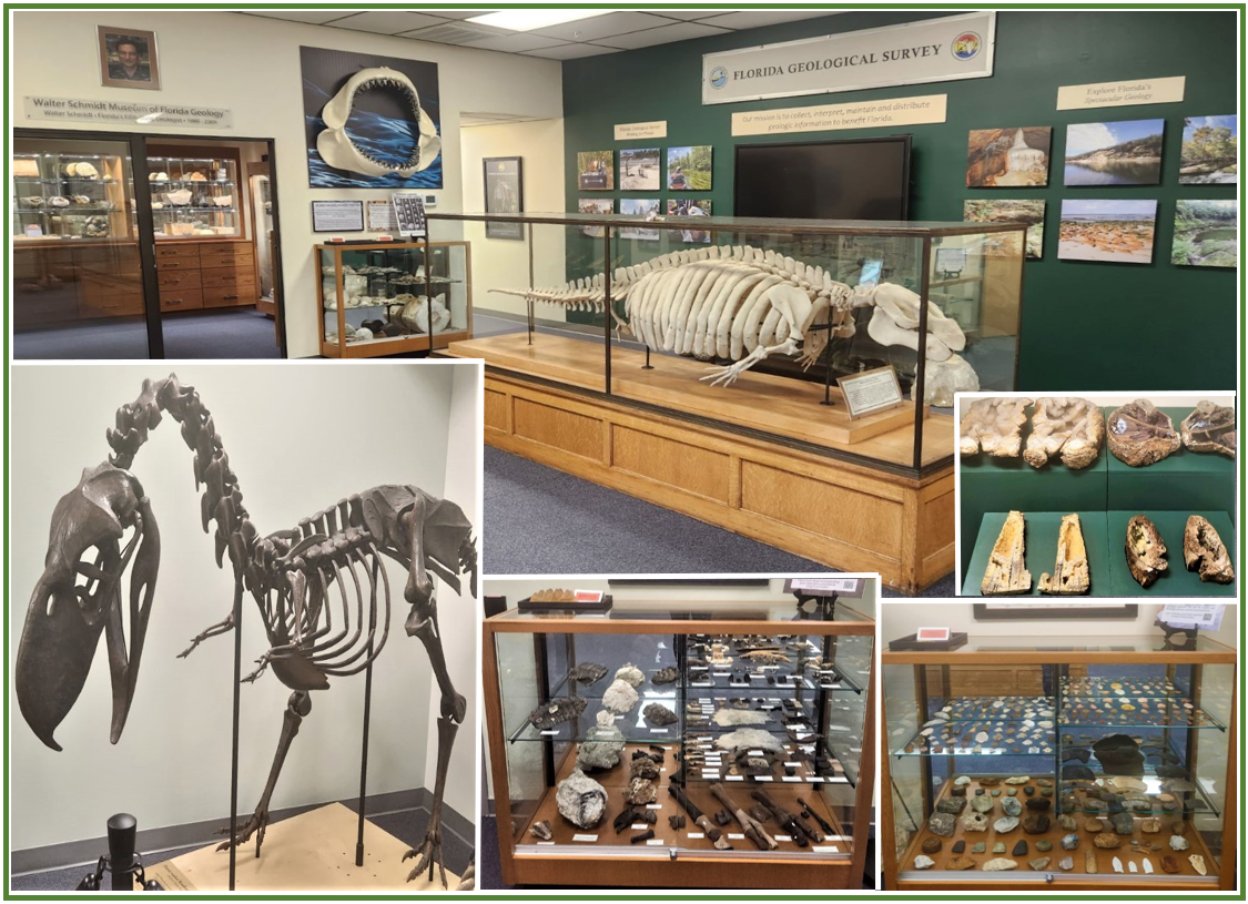 Florida Geological Survey Museum Collage