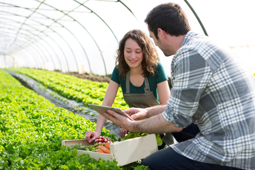 Farmer teaching new employee to garden