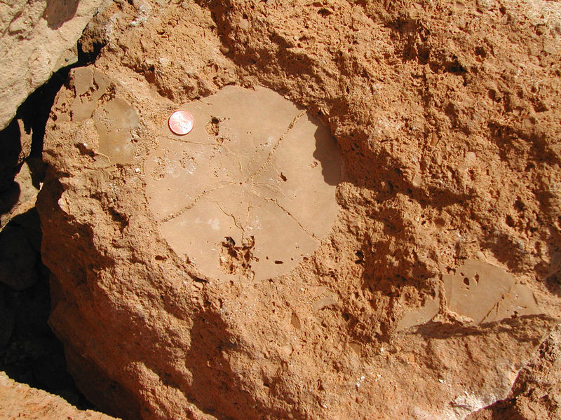 Avon Park Formation with Echinoid Cast, Citrus County
