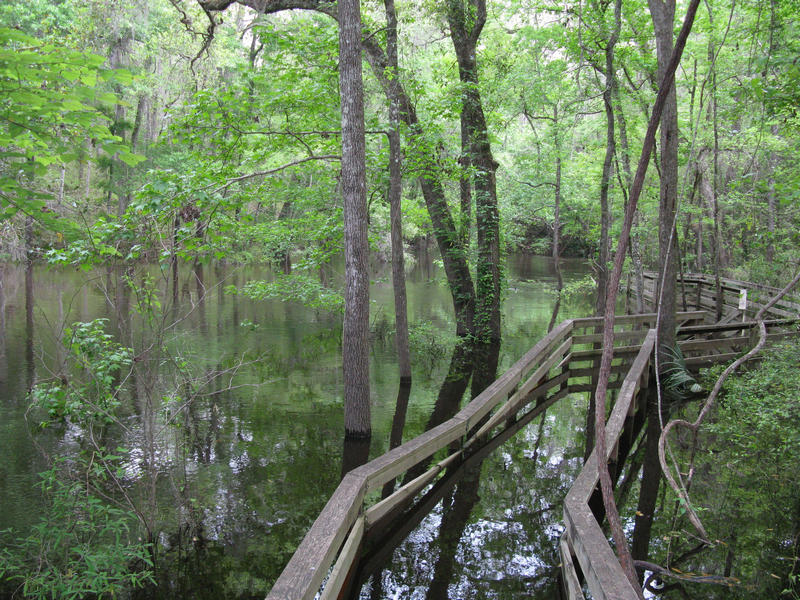 Florida Geological Survey Flooding of Trail at Falmouth Springs, Suwannee County, April 2009