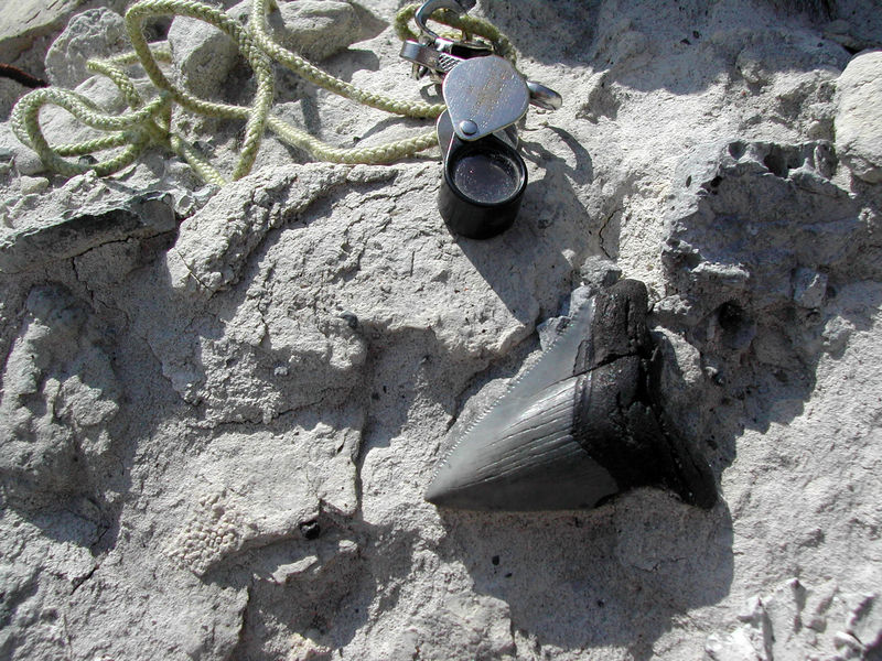 Fossil Shark Tooth from pit in Franklin County, 2017