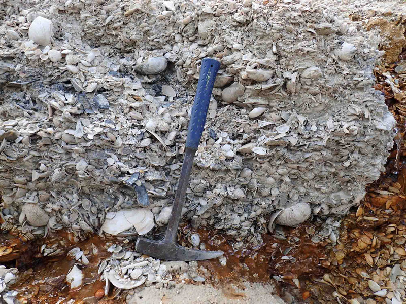 Fossil Shell Bed from Charlotte County, 2015