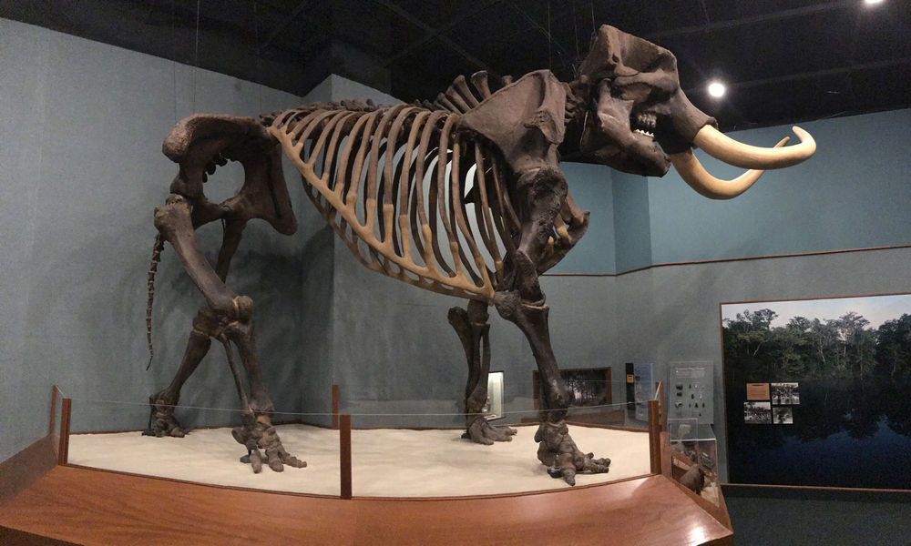Herman the Wakulla mastodon skeleton on display at the Museum of Florida History, Tallahassee