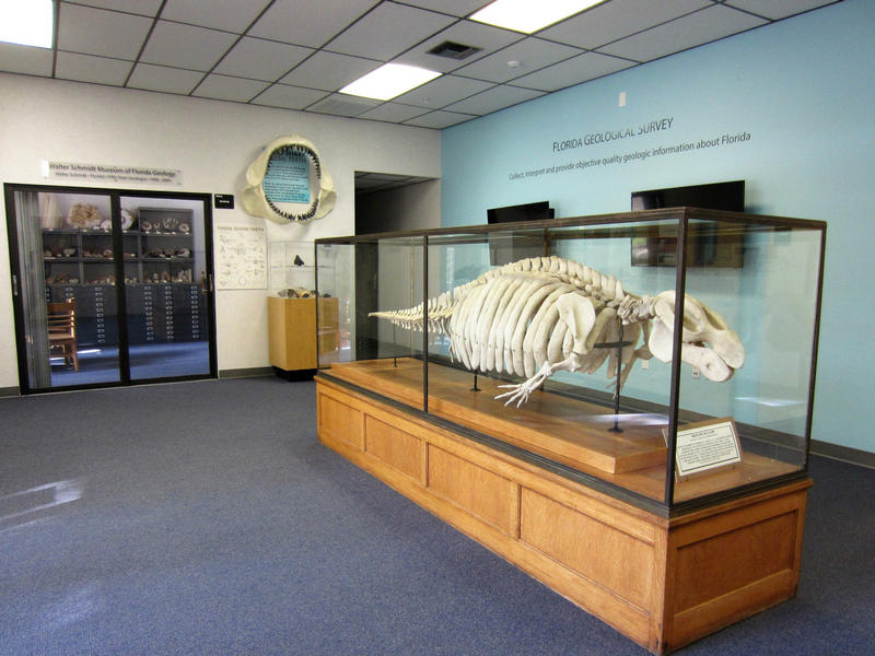 Walter Schmidt Museum Lobby featuring a Fossil Dugong Skeleton