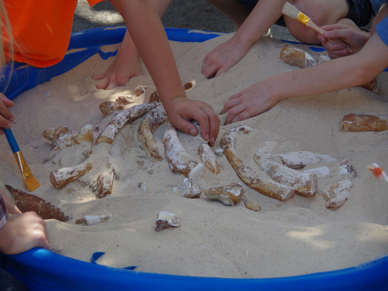 Fossil Dig at the 2015 FGS Open House