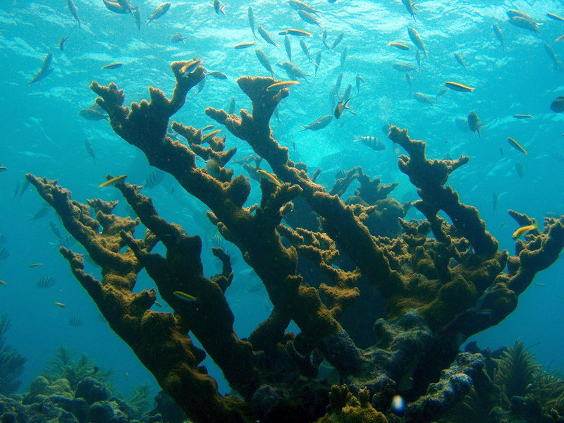 Fish swimming above an elk horn coral at Florida Keys National Marine Sanctuary