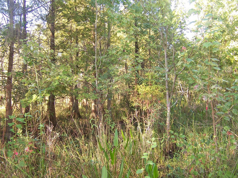 23-year old reclaimed cypress swamp at Fort Green Phosphate Mine